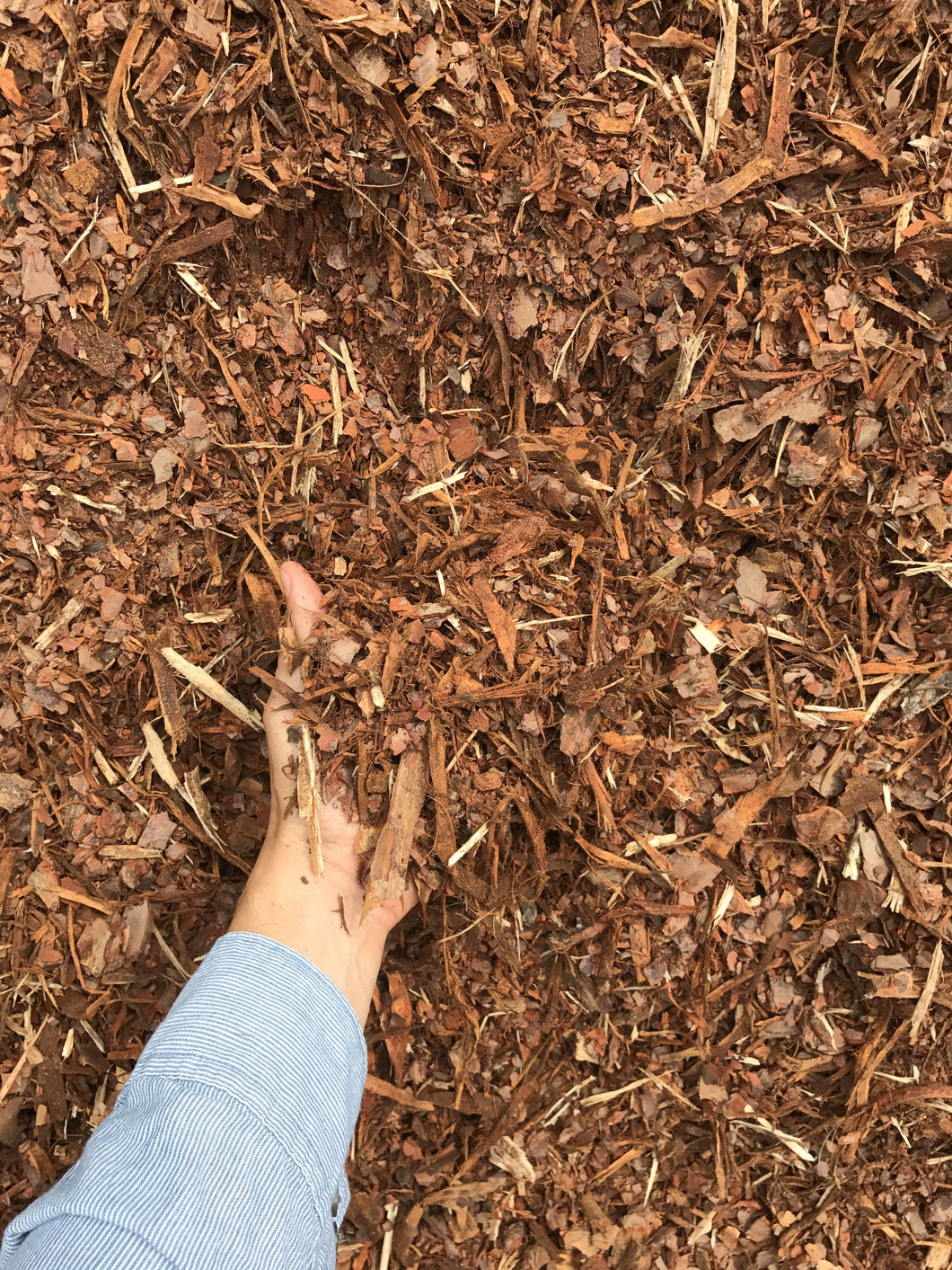 Shredded Pine Mulch